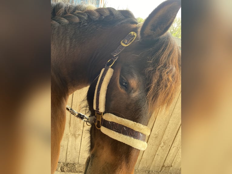 Huzule Merrie 10 Jaar 142 cm Gevlekt-paard in Blankenfelde