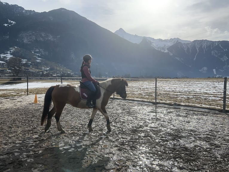 Huzule Merrie 10 Jaar 143 cm Gevlekt-paard in Hippach-Schwendberg
