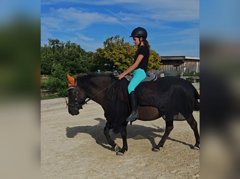 Huzule Merrie 13 Jaar 138 cm in Schönau an der Triesting