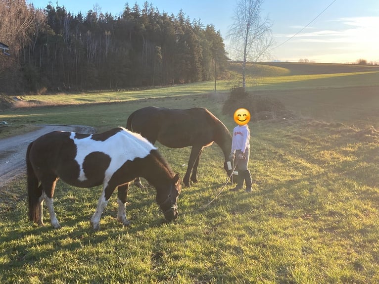 Huzule Merrie 14 Jaar 135 cm Gevlekt-paard in Trostberg
