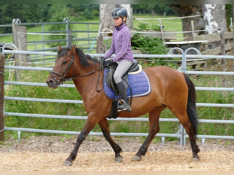 Huzule Merrie 14 Jaar 148 cm Falbe in Ramsau am Dachstein