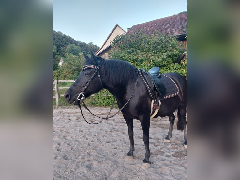 Huzule Merrie 15 Jaar 142 cm Zwart in Ühlingen-Birkendorf