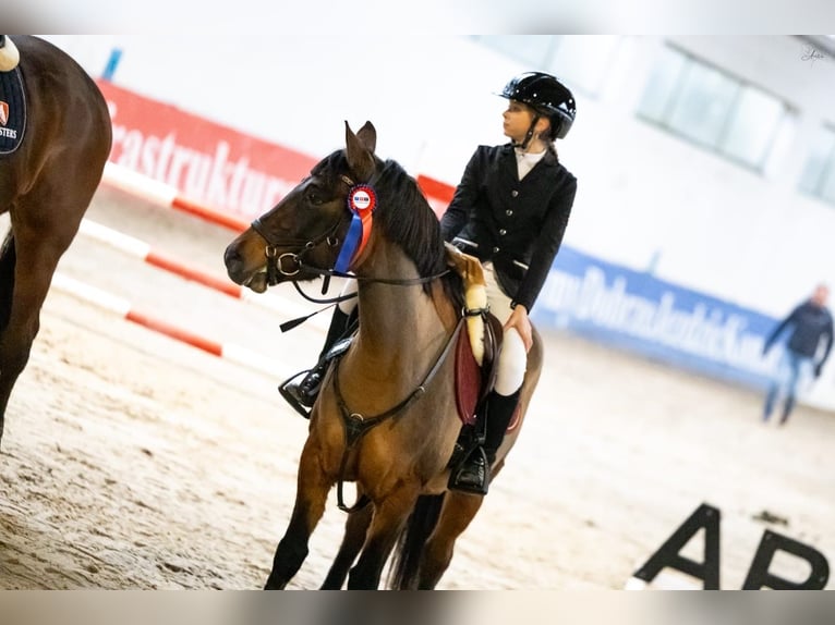 Huzule Mix Merrie 15 Jaar 146 cm Bruin in Poświętne