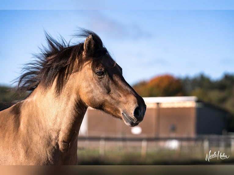 Huzule Merrie 18 Jaar 143 cm Falbe in Röttingen
