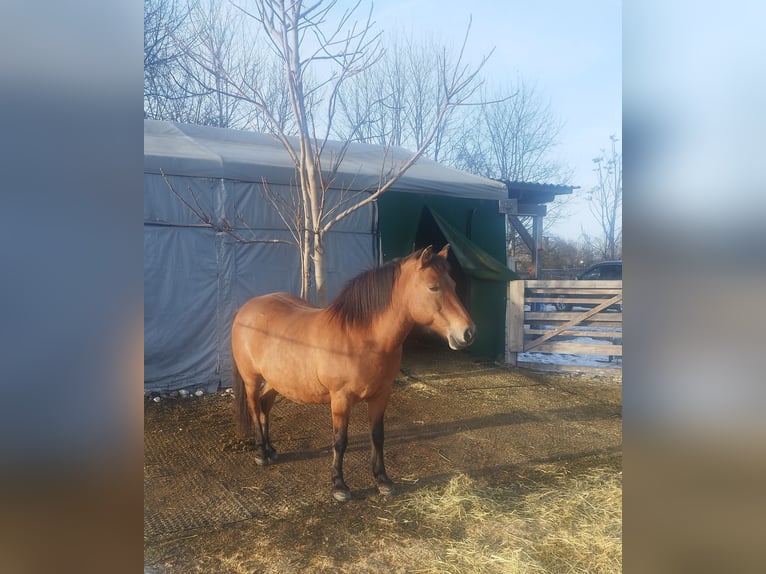 Huzule Merrie 19 Jaar 143 cm Lichtbruin in Frohsdorf