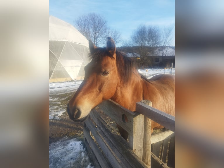 Huzule Merrie 19 Jaar 143 cm Lichtbruin in Frohsdorf