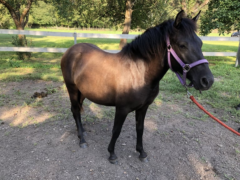 Huzule Merrie 1 Jaar 135 cm Donkerbruin in Zwickau