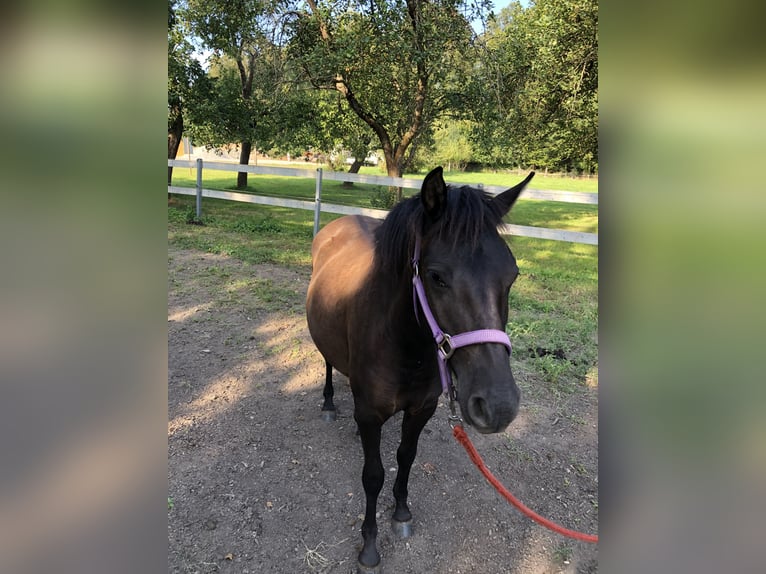 Huzule Merrie 1 Jaar 135 cm Donkerbruin in Zwickau