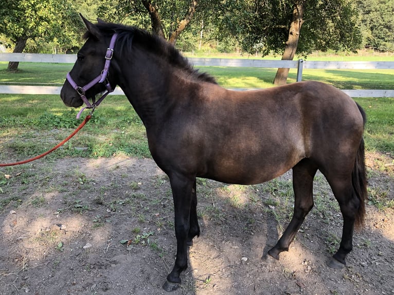 Huzule Merrie 1 Jaar 135 cm Donkerbruin in Zwickau