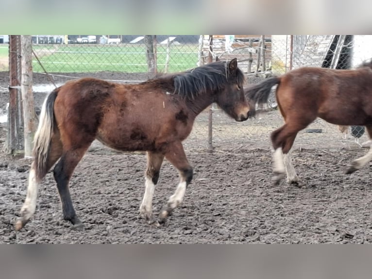 Huzule Mix Merrie 1 Jaar 139 cm Roodbruin in Sulkowo Bariany 4A