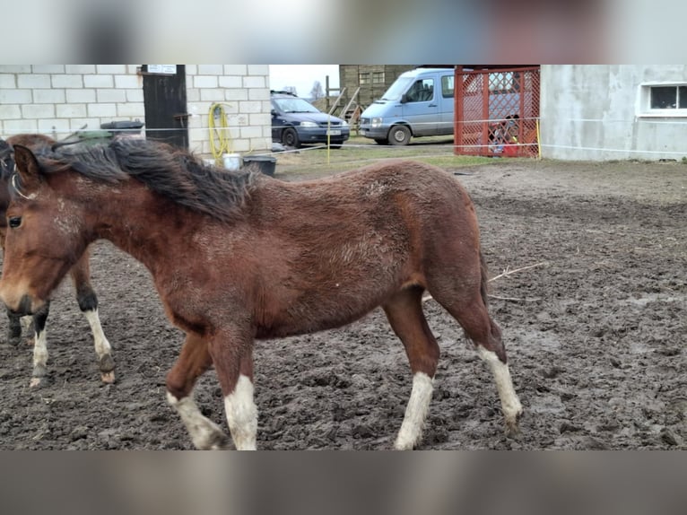 Huzule Mix Merrie 1 Jaar 139 cm Roodbruin in Sulkowo Bariany 4A