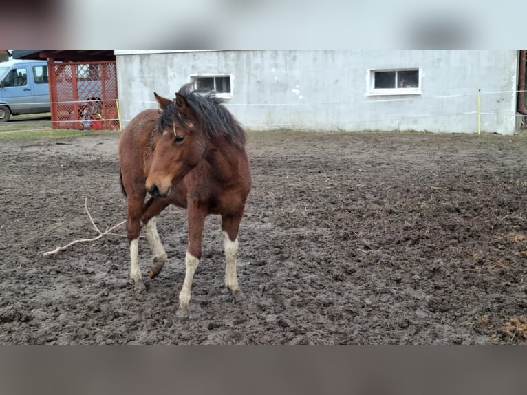 Huzule Mix Merrie 1 Jaar 139 cm Roodbruin in Sulkowo Bariany 4A