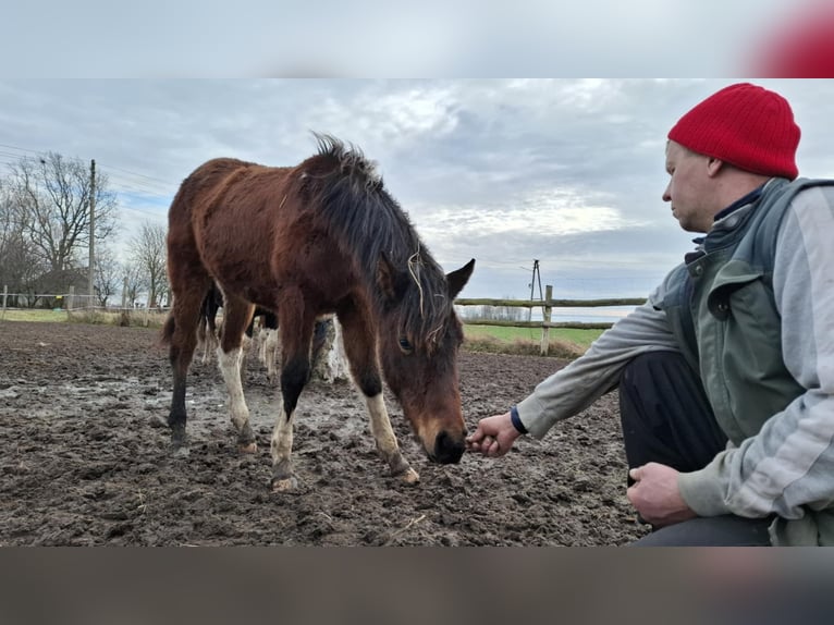 Huzule Mix Merrie 1 Jaar 139 cm Roodbruin in Sulkowo Bariany 4A