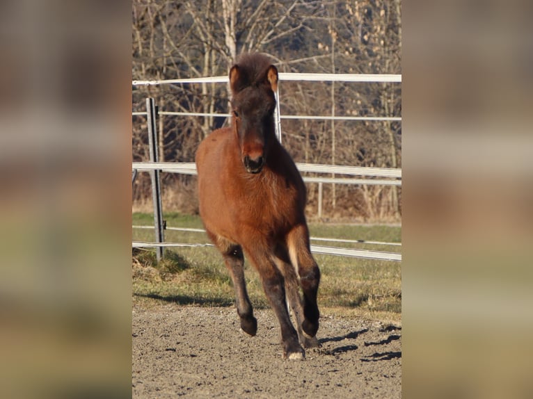 Huzule Mix Merrie 1 Jaar 140 cm Bruin in Kirchbichl