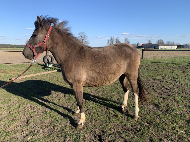 Huzule Merrie 2 Jaar 135 cm Gevlekt-paard in W&#x119;dzina