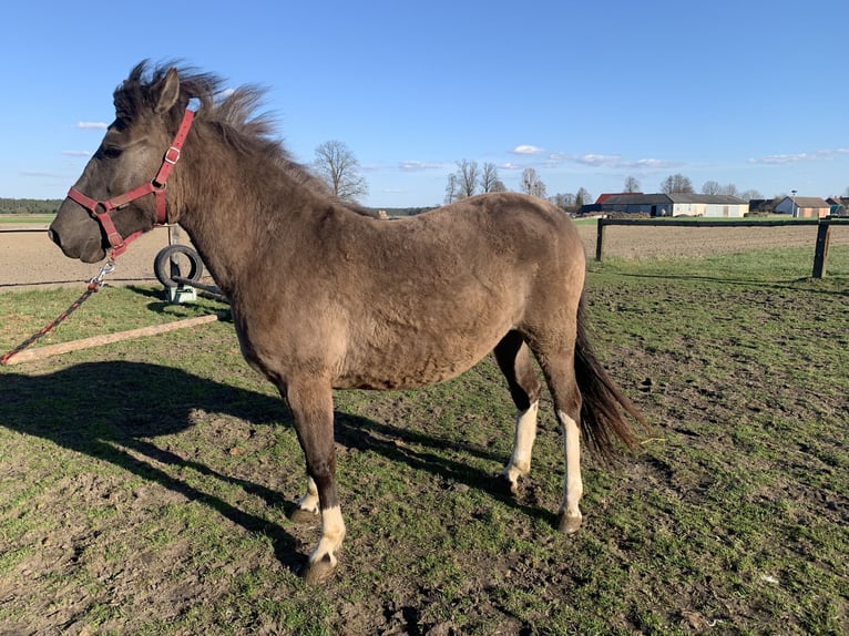 Huzule Merrie 2 Jaar 135 cm Gevlekt-paard in W&#x119;dzina