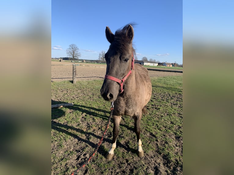 Huzule Merrie 2 Jaar 135 cm Gevlekt-paard in W&#x119;dzina
