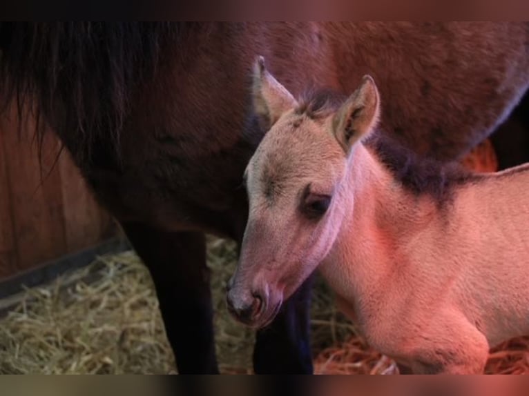 Huzule Merrie 2 Jaar 138 cm Falbe in Eggerm&#xFC;hlen