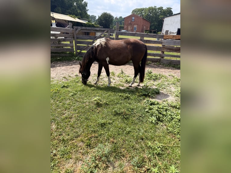 Huzule Merrie 2 Jaar 145 cm Gevlekt-paard in Mescherin
