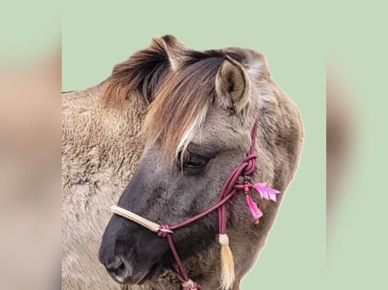 Huzule Merrie 3 Jaar 138 cm Falbe in Eggermühlen