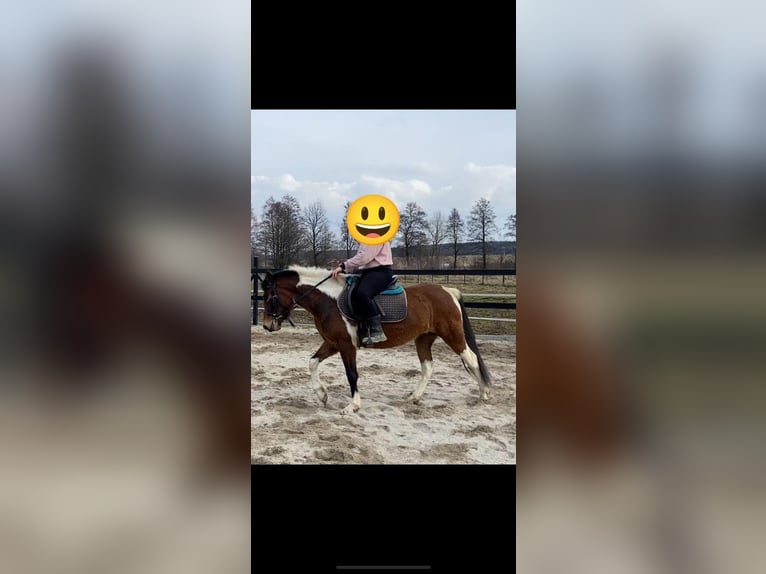 Huzule Merrie 3 Jaar 138 cm Gevlekt-paard in BayerbachBayerbach