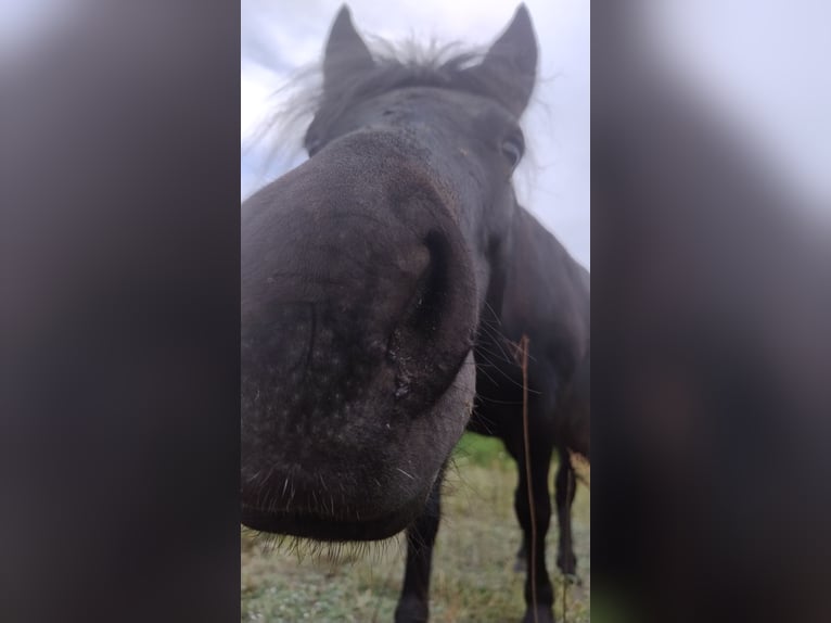 Huzule Mix Merrie 4 Jaar 123 cm Zwartbruin in Dziuplina