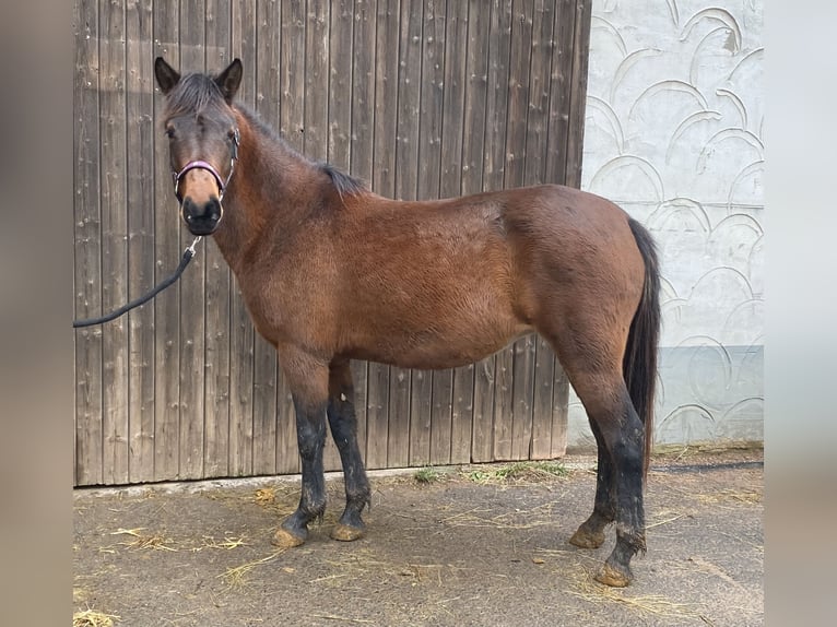 Huzule Merrie 4 Jaar 137 cm Donkerbruin in Meddershem