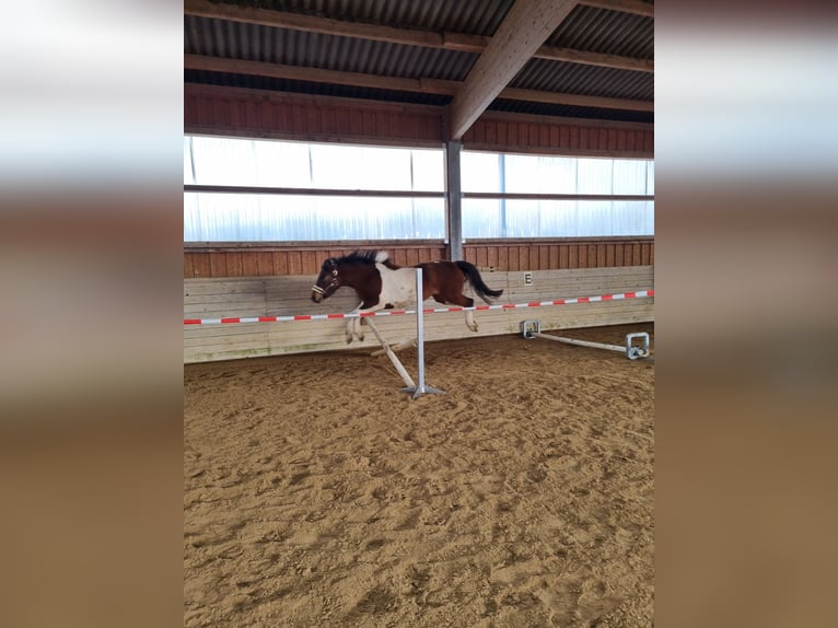 Huzule Mix Merrie 4 Jaar 137 cm Gevlekt-paard in SimmershofenUffenheim