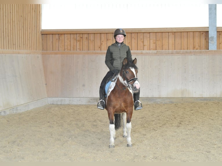 Huzule Merrie 4 Jaar 143 cm Gevlekt-paard in Wellheim