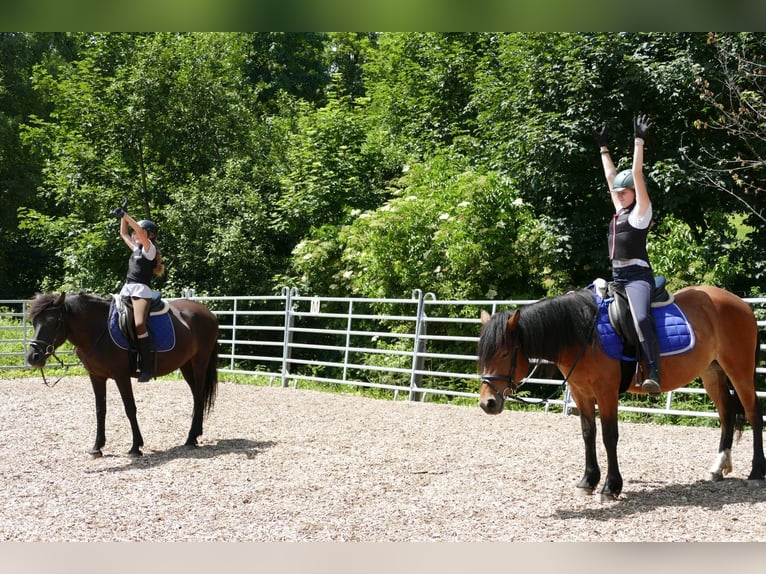 Huzule Merrie 4 Jaar 144 cm Falbe in Ramsau