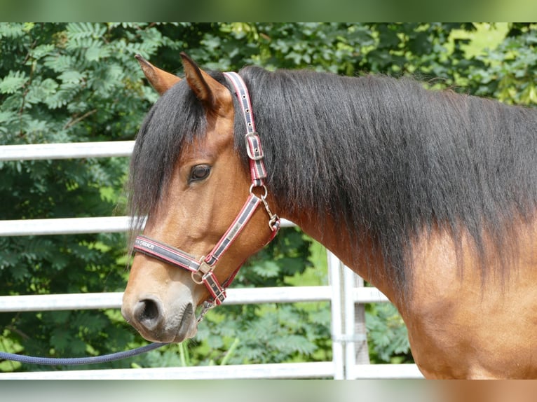 Huzule Merrie 4 Jaar 144 cm Falbe in Ramsau