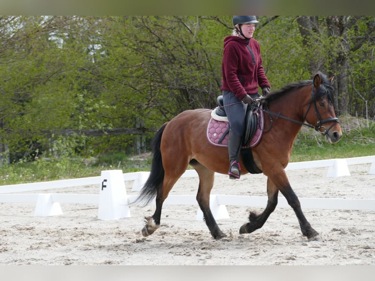 Huzule Merrie 4 Jaar 144 cm Falbe in Ramsau