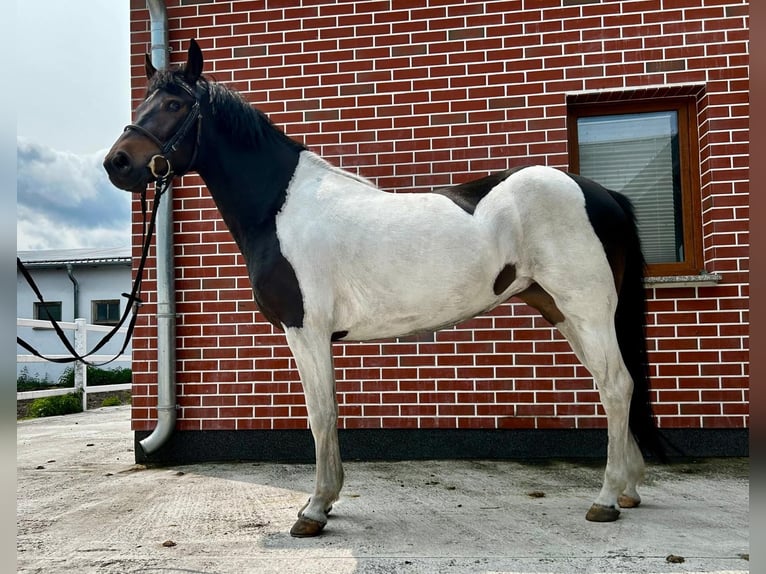 Huzule Merrie 4 Jaar 146 cm Gevlekt-paard in G&#xF6;rzke