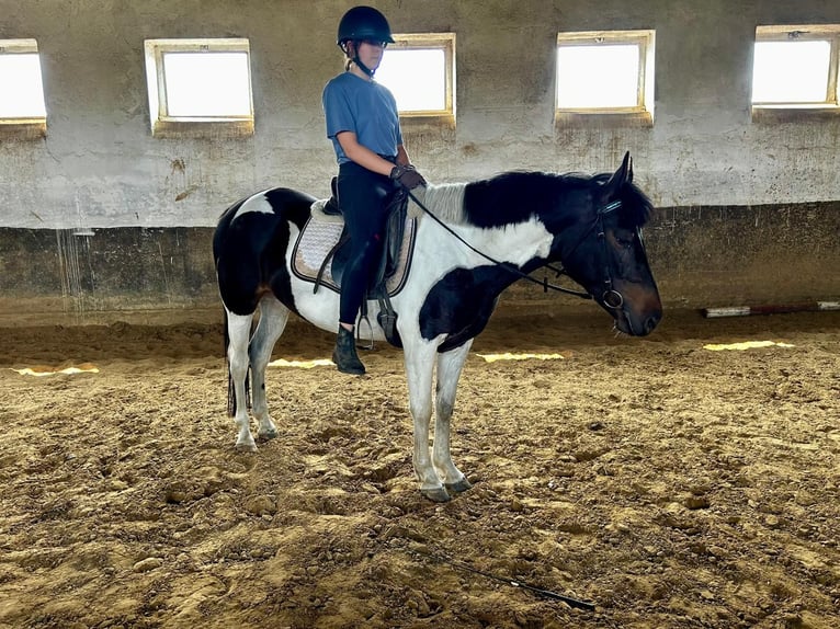 Huzule Merrie 4 Jaar 146 cm Gevlekt-paard in G&#xF6;rzke