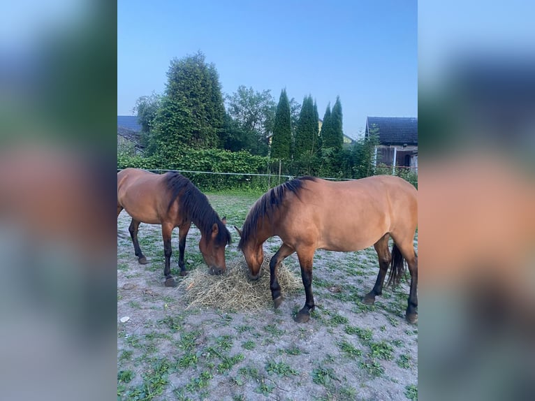 Huzule Merrie 4 Jaar  in Łubnice