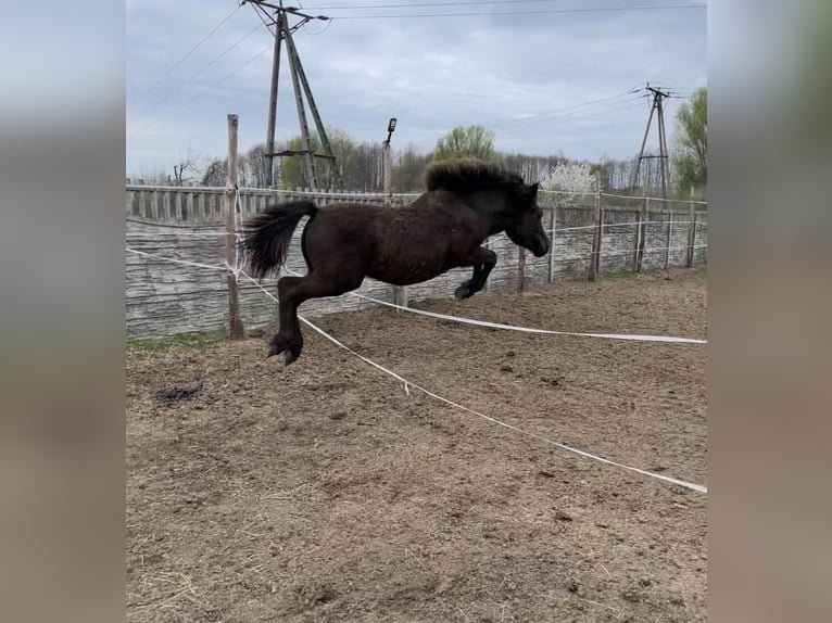 Huzule Merrie 5 Jaar 135 cm Zwart in Rypin