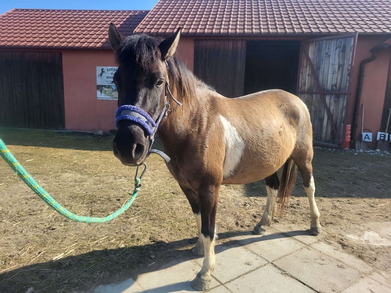 Huzule Merrie 5 Jaar 137 cm Tobiano-alle-kleuren in Rzuchowa 286