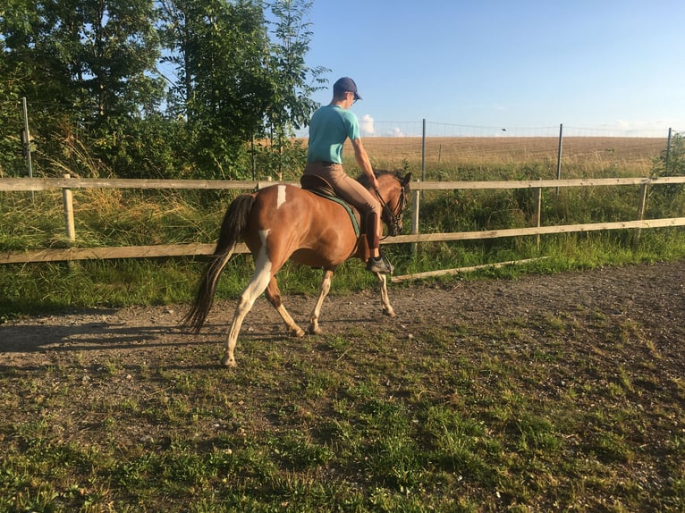 Huzule Merrie 5 Jaar 140 cm Gevlekt-paard in Rehau