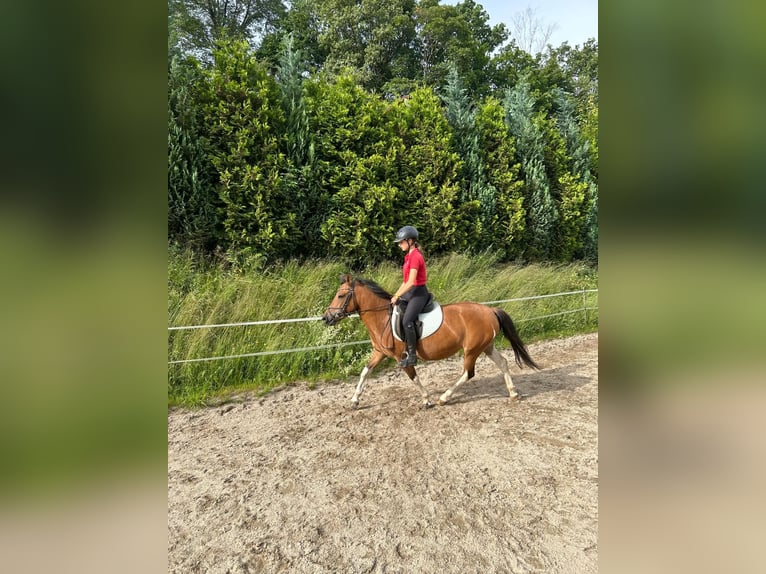 Huzule Merrie 5 Jaar 140 cm Gevlekt-paard in Rehau