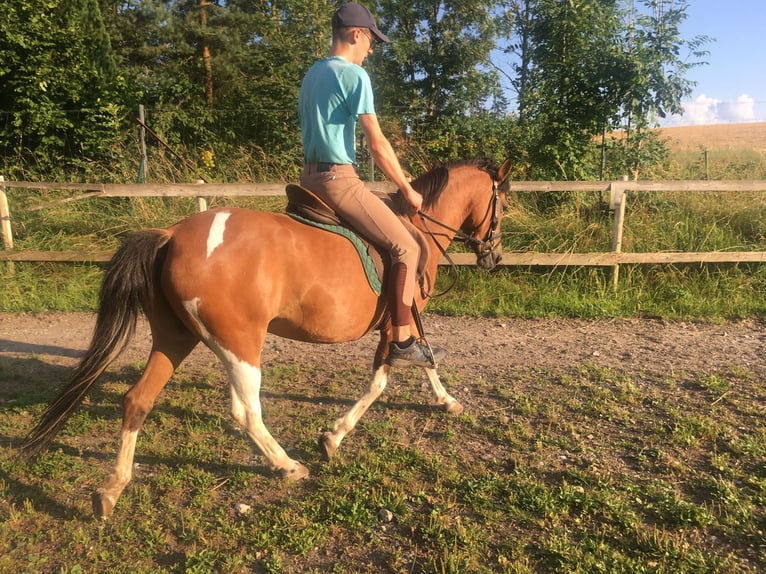 Huzule Merrie 5 Jaar 140 cm Gevlekt-paard in Rehau