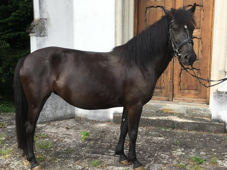 Huzule Merrie 5 Jaar 142 cm Zwart in Wels Huzule Merrie 5 Jaar 142 cm Zwart in Wels