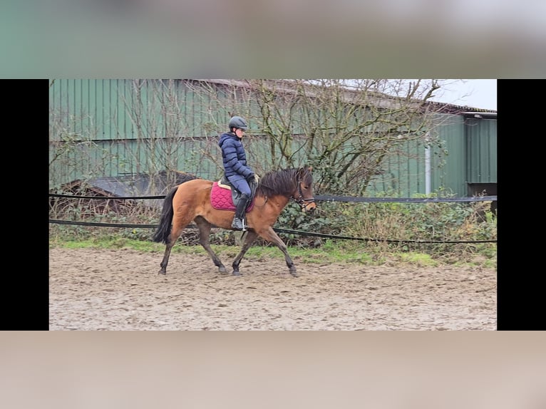 Huzule Merrie 5 Jaar 144 cm Bruin in Mülheim an der Ruhr