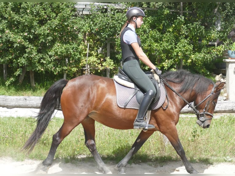 Huzule Merrie 5 Jaar 145 cm Falbe in Ramsau am Dachstein
