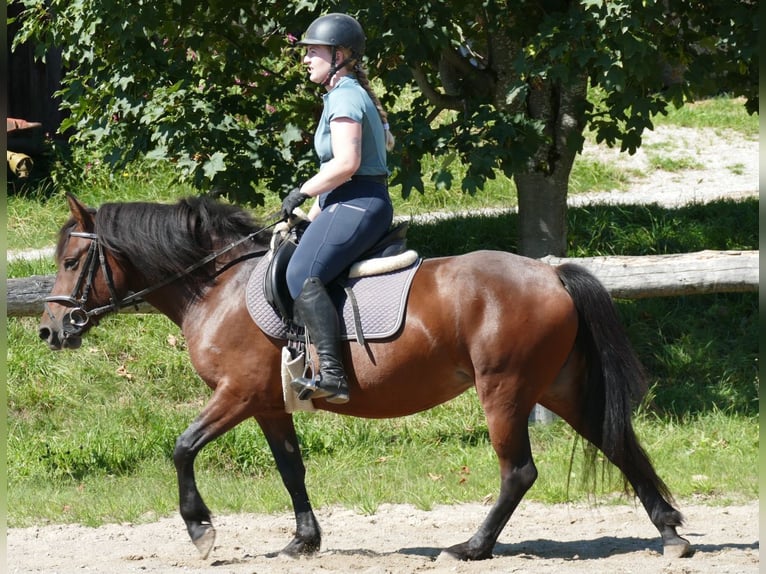 Huzule Merrie 5 Jaar 145 cm Falbe in Ramsau am Dachstein