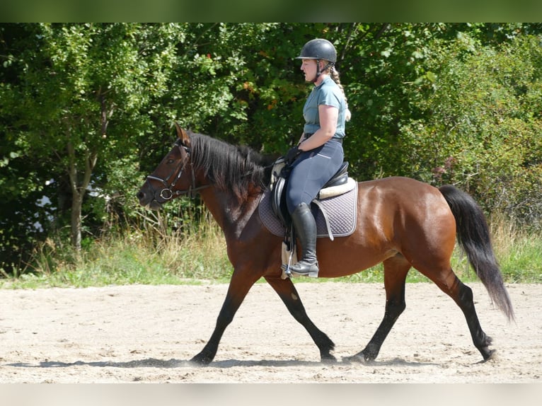 Huzule Merrie 5 Jaar 145 cm Falbe in Ramsau am Dachstein