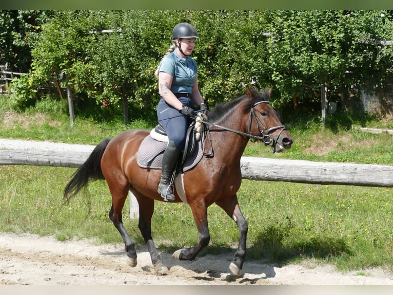 Huzule Merrie 5 Jaar 145 cm Falbe in Ramsau am Dachstein
