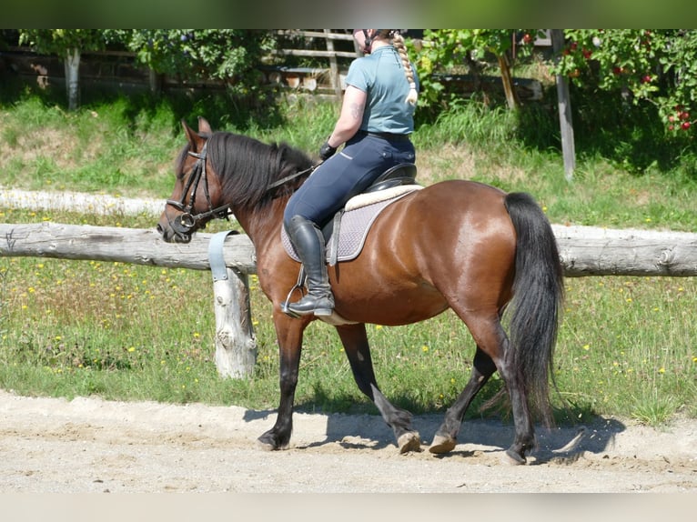 Huzule Merrie 5 Jaar 145 cm Falbe in Ramsau am Dachstein
