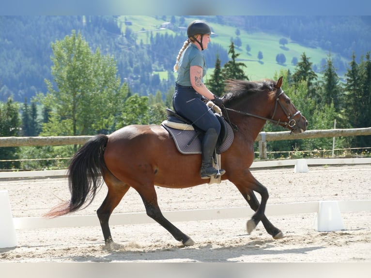 Huzule Merrie 5 Jaar 145 cm Falbe in Ramsau am Dachstein