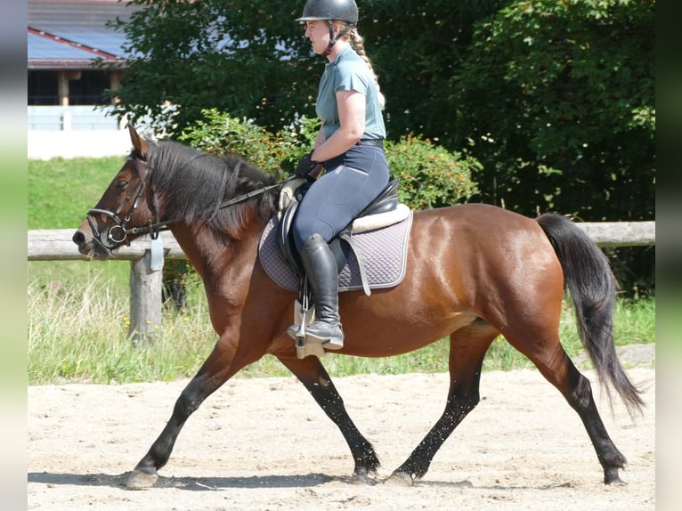 Huzule Merrie 5 Jaar 145 cm Falbe in Ramsau am Dachstein