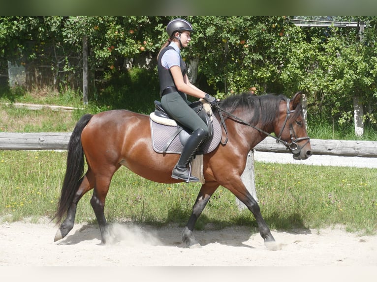 Huzule Merrie 5 Jaar 145 cm Falbe in Ramsau am Dachstein